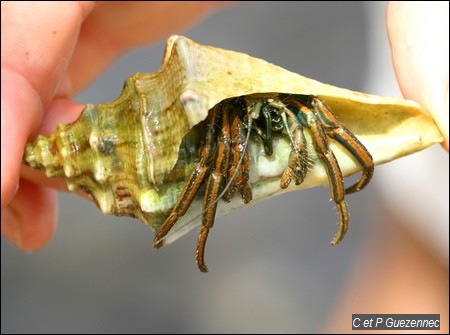 Bernard l'ermite, Coenobita clypeatus