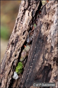 Bernard l'ermite, Coenobita clypeatus