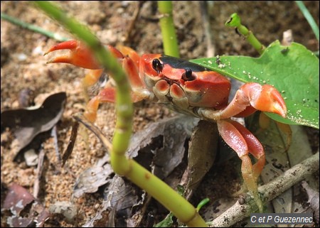 Crabe Touloulou. Gecarcinus lateralis