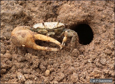 Crabe sémafot ou crabe violoniste, Uca rapax