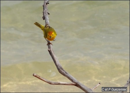 Paruline jaune ou Ti jaune, Dendroica petechia