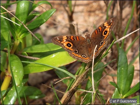 Papillon mangrove, Junonia genoveva