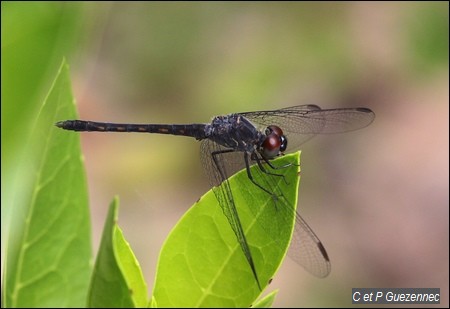 Libellule mâle, Erythrodiplax berenice