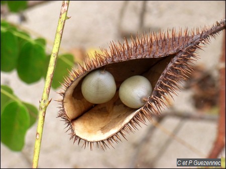 Gousse de Canique avec graines grises, Caesalpinia bonduc