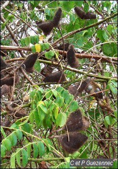 Gousses de Canique, Caesalpinia bonduc