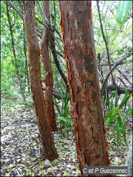 Troncs de Gommier Rouge, Bursera simaruba