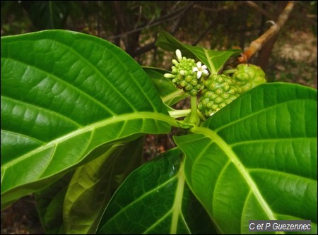 Noni ou pomme-chien, Morinda citrifolia