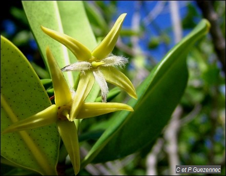 Fleur de Palétuvier Rouge, Rhizophora mangle