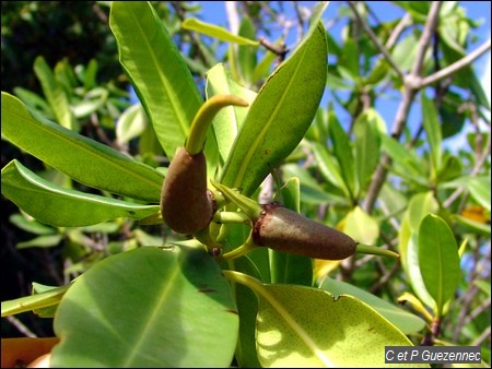 Plantules de Palétuvier Rouge