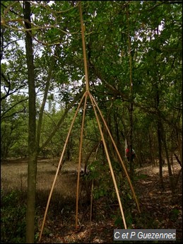 Racines aériennes de Palétuvier Rouge