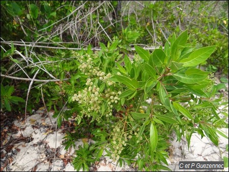 Palétuvier Gris, Conocarpus erecta