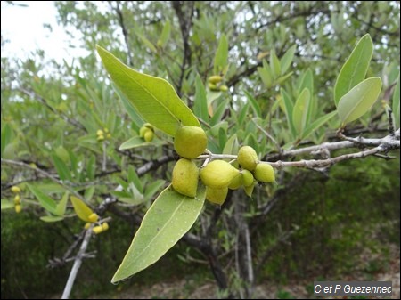 Palétuvier Noir avec fruits, Avicennia germinans