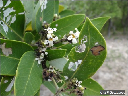 Palétuvier Noir avec fleurs, Avicennia germinans