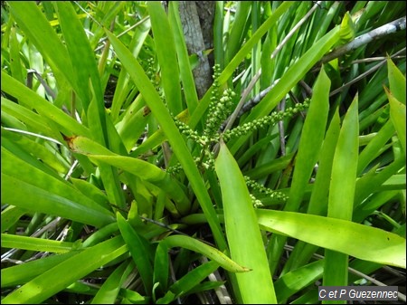 Ananas Aechmea lingulata