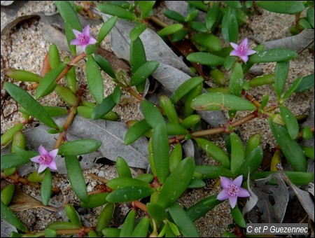 Pourpier bord de mer, Sesuvium portulacastrum