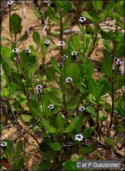 Verveine courante, lippia nodiflora