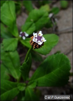 Verveine courante, lippia nodiflora