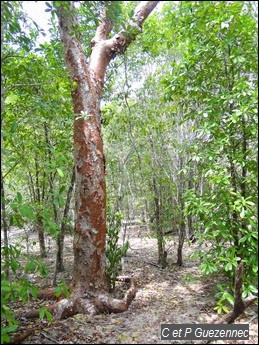 Gommier Rouge, Bursera simaruba