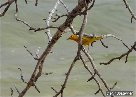  Paruline jaune ou Ti jaune, Dendroica petechia