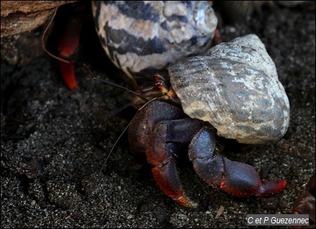 Bernard l'Ermite, Coenobita clypeatus