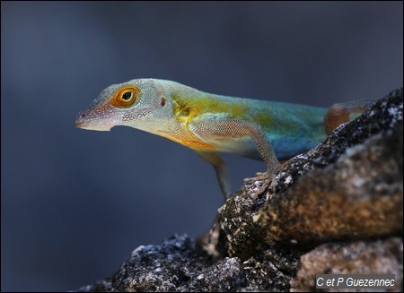 Anolis des Saintes, Anolis terraealtae