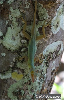  Anolis des Saintes, Anolis terraealtae