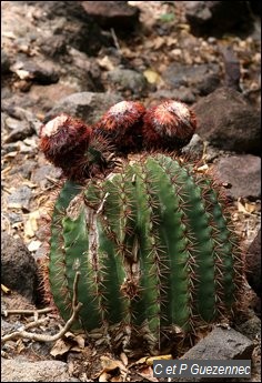 Tête à l'anglais, Melocactus intortus