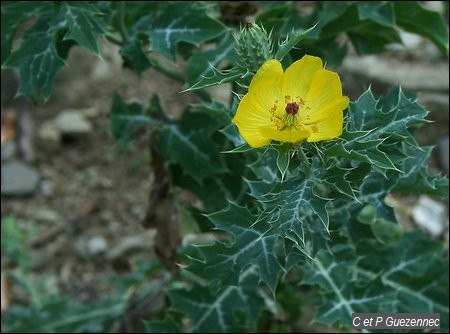 Chardon marbré, Argemone mexicana