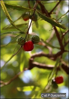 Cerises pays, Malpighia sp. 