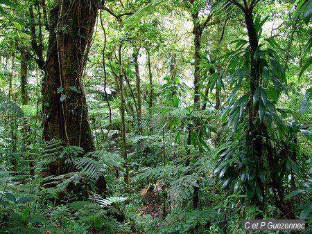 Forêt tropicale humide