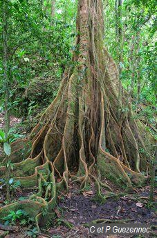 Arbre avec d'imposants contreforts