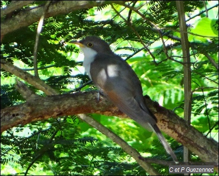 Coulicou à bec jaune, Coccyzus americanus