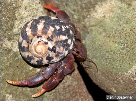 Bernard l'Ermite ou souda. Coenobita clypeatus