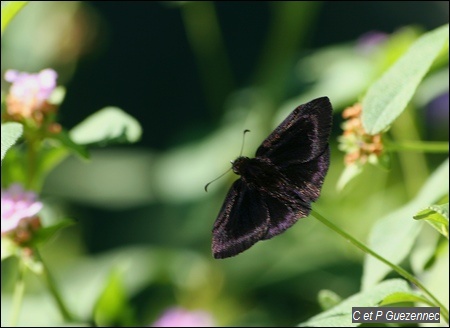 Papillon Ephyriades arcas arcas