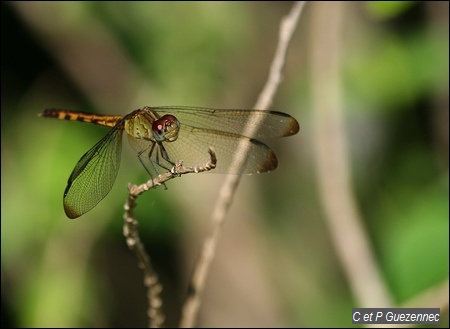 Libellule Erythrodiplax umbrata