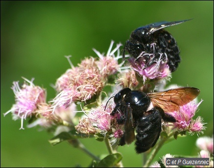 Vonvon femelle, Xylocopa mordax