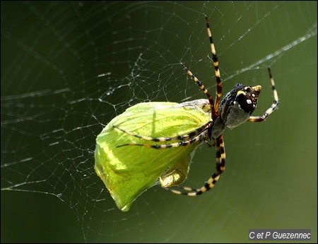 Araignée argiope argentata