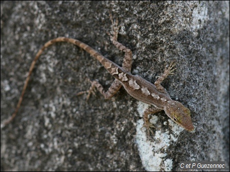 Anolis des saintes Anolis terraealtae