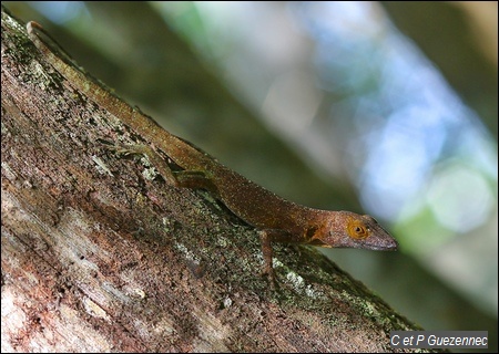 anolis des saintes Anolis terraealtae