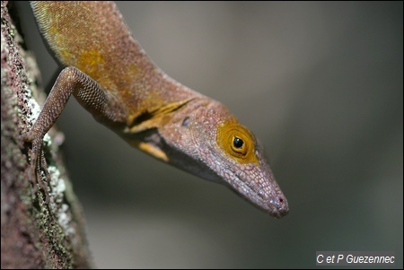 Anolis des saintes Anolis terraealtae