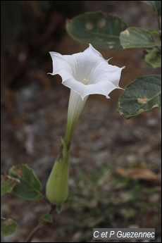 Datura inoxia