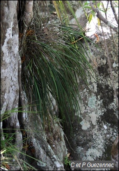 Orchidée Brassavola cucullata