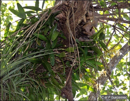 Orchidée Epidendrum ciliare