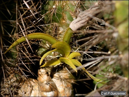 Orchidée Tolumnia urophylla