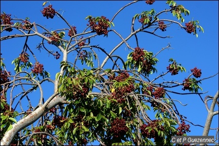 Gommier rouge, Bursera simaruba.