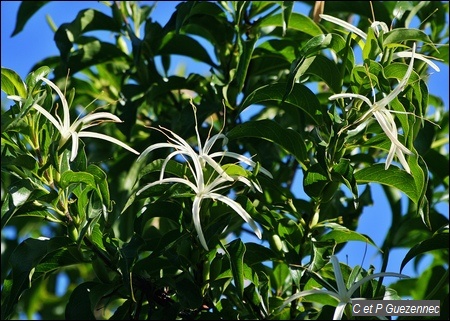 Bois-chandelle, Exostema caribaeum