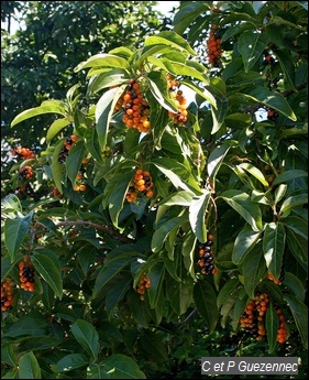 Bois carré, Citharexylum spinosum