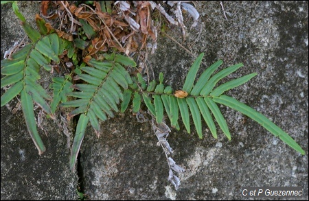 Pteris vittata