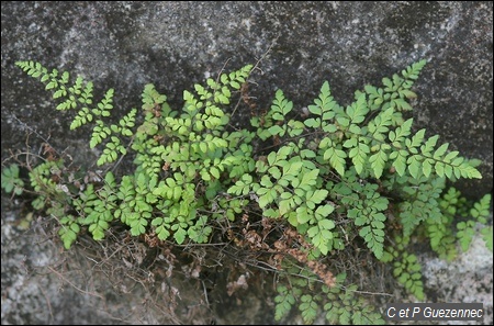 Fougère Anemia adiantifolia