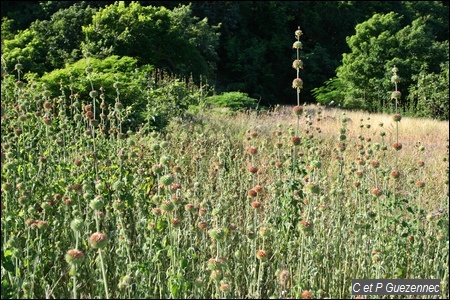 Pompon-soldat, Leonitis nepetifolia